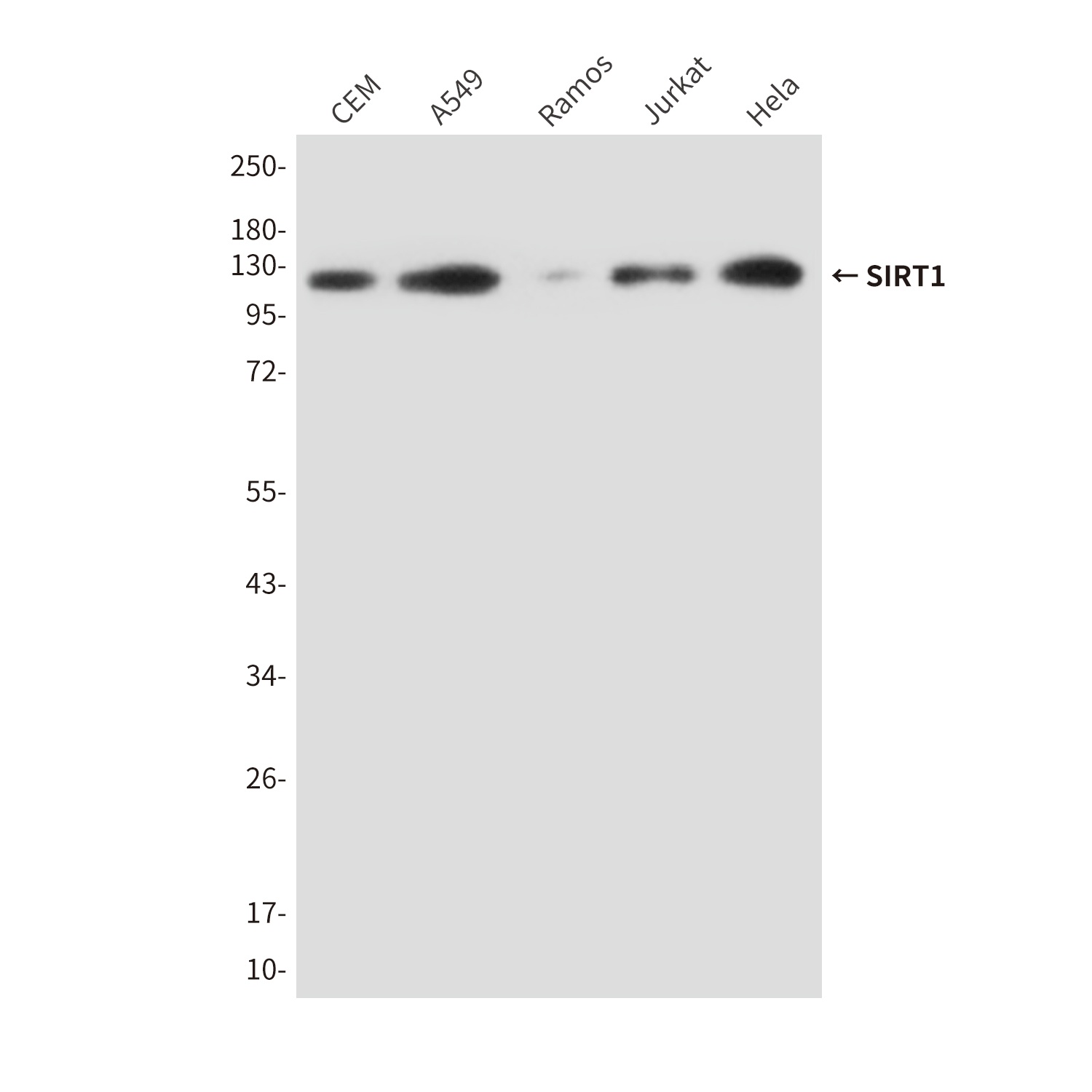 SIRT1 (2G10) Mouse mAb