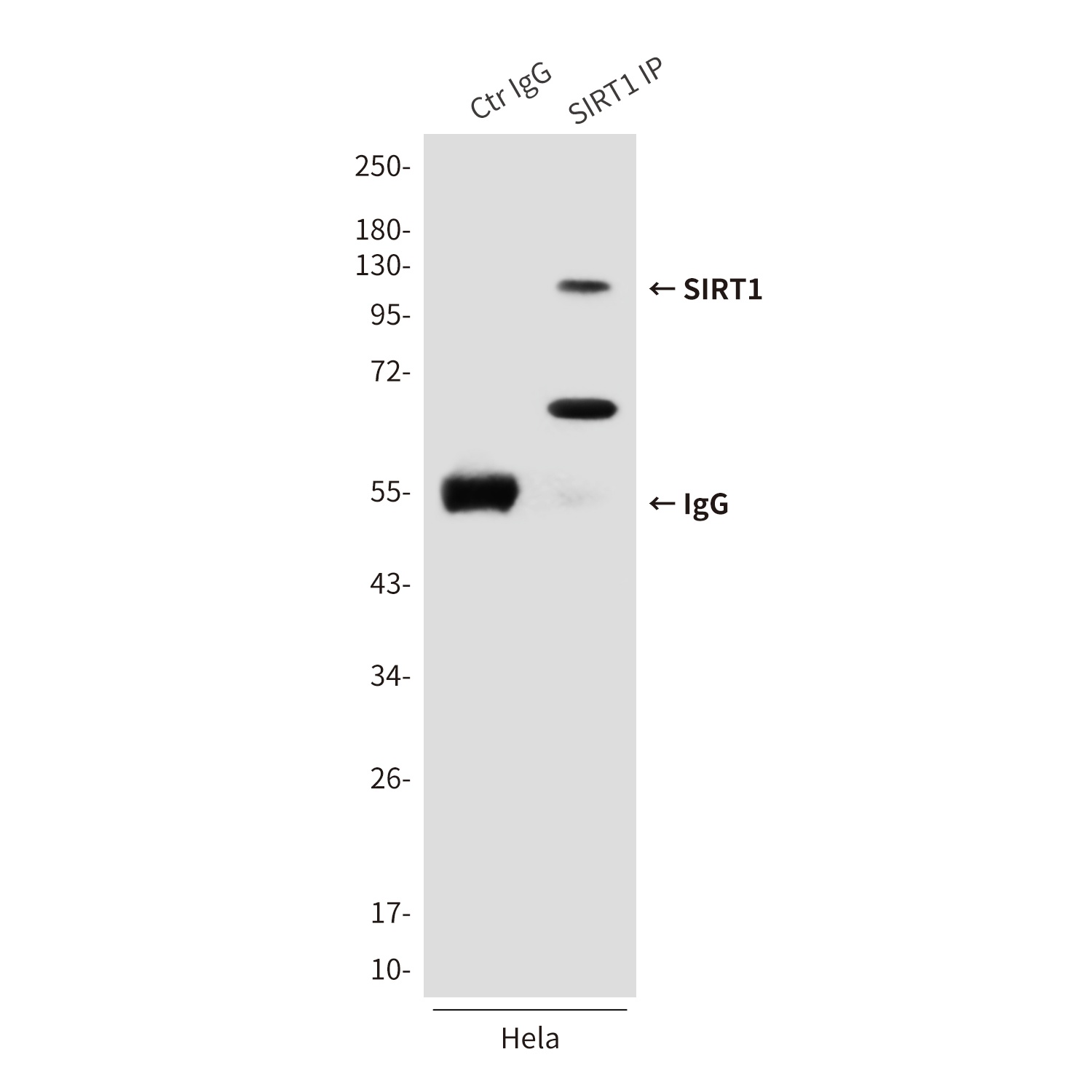 SIRT1 (2G10) Mouse mAb