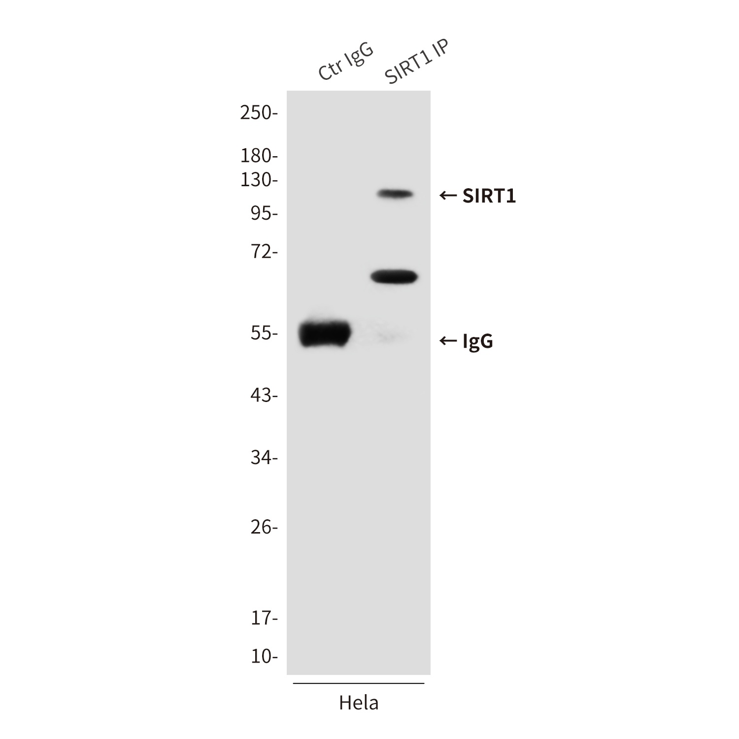 SIRT1 Antibody