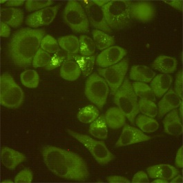 DDX3 (6G8) Mouse mAb