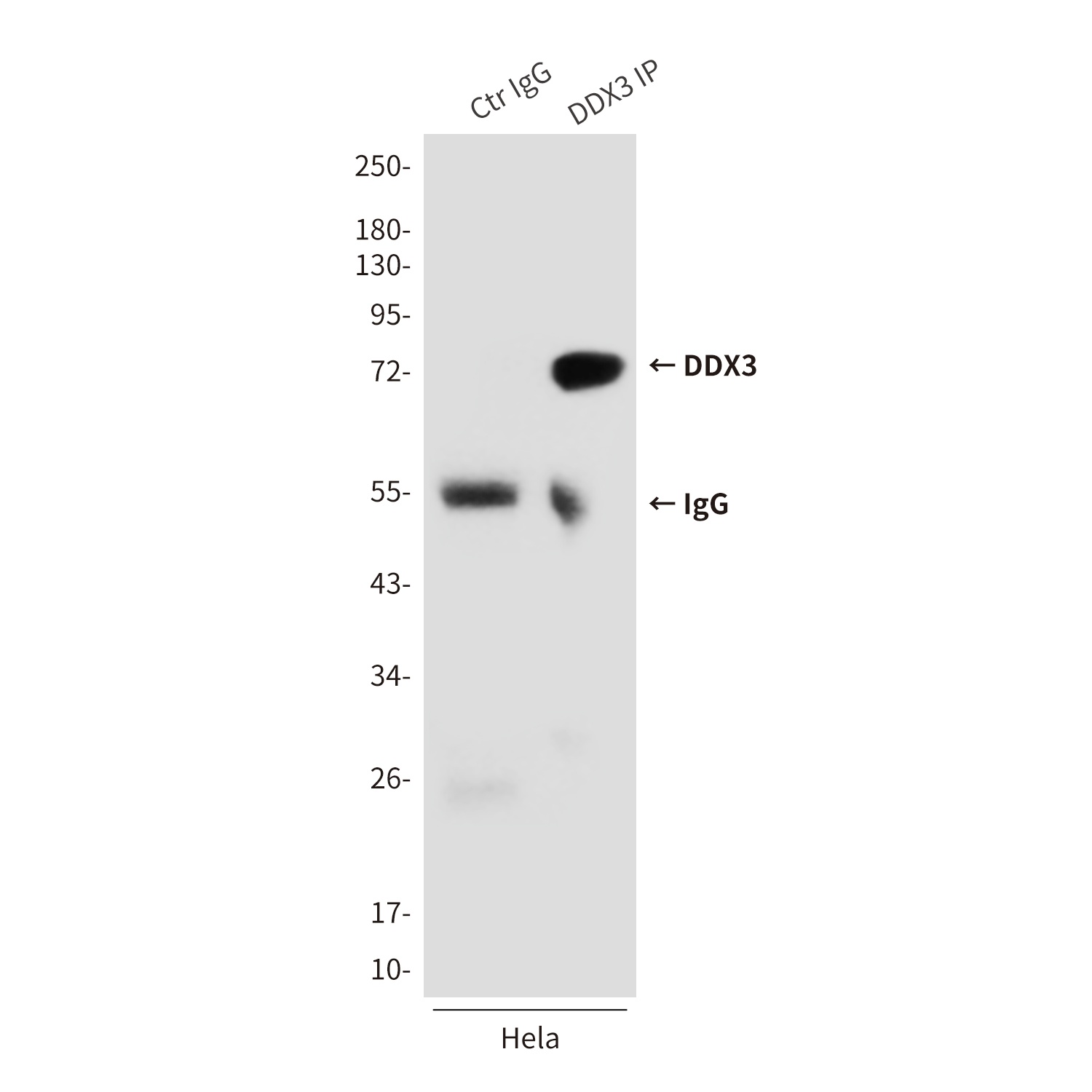 DDX3 (6G8) Mouse mAb