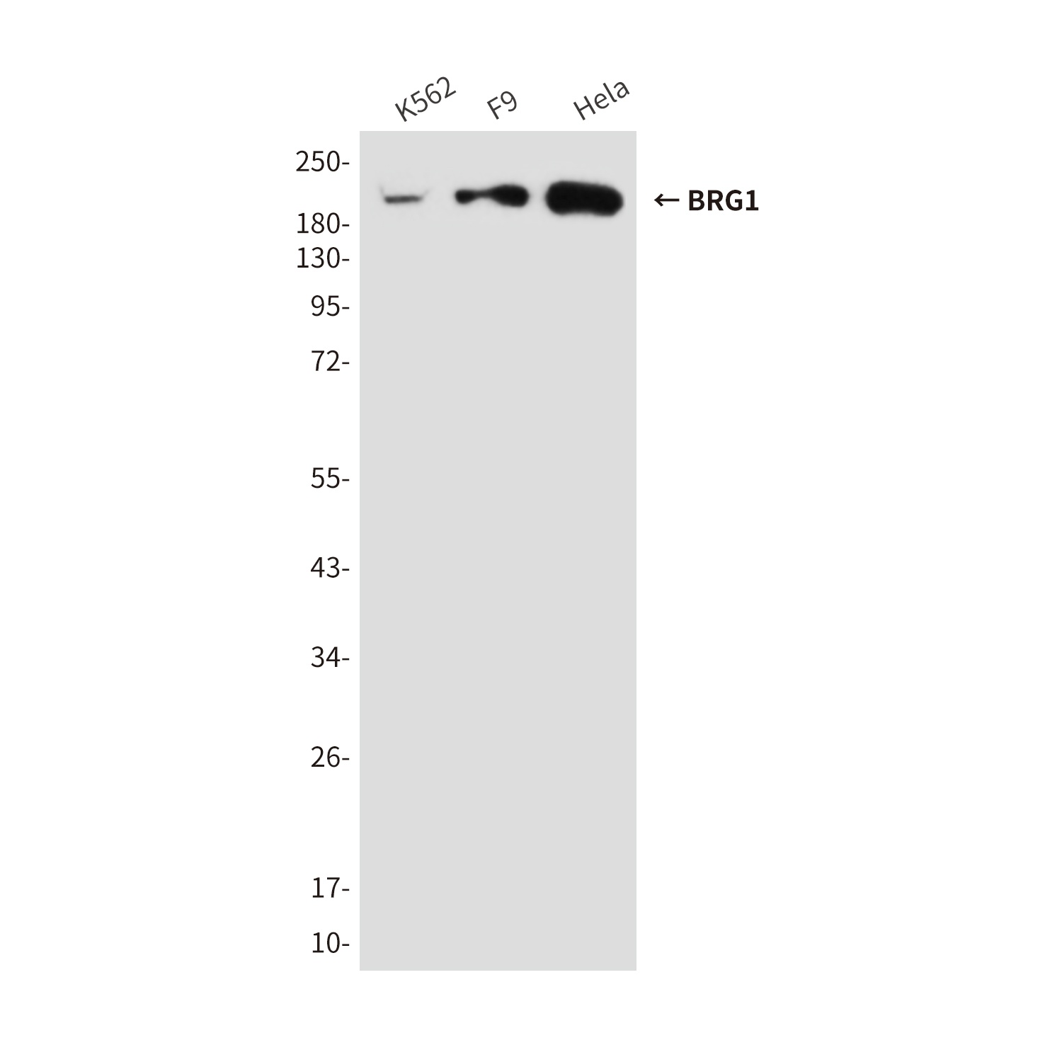 BRG1 (6D7) Mouse mAb