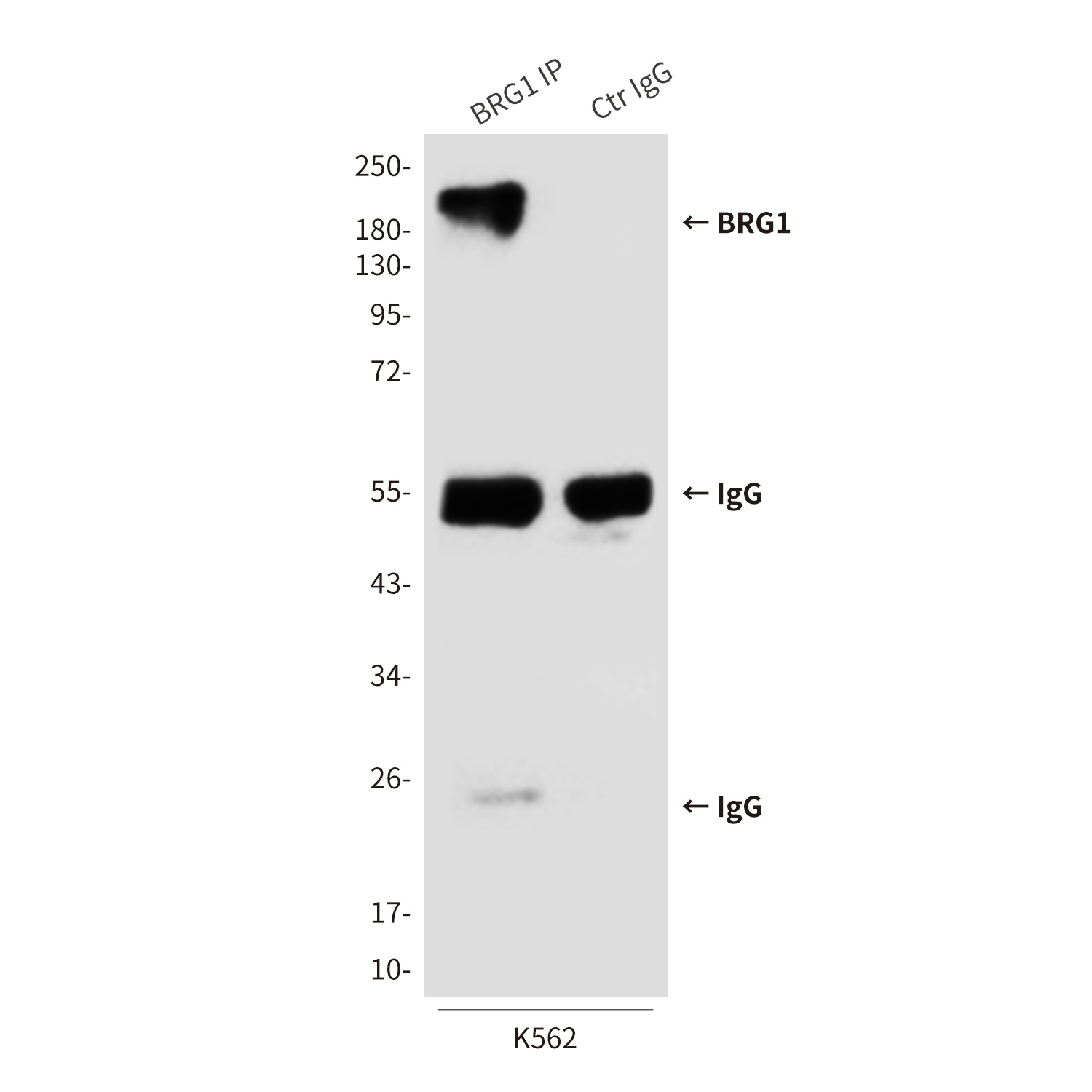 BRG1 (6D7) Mouse mAb
