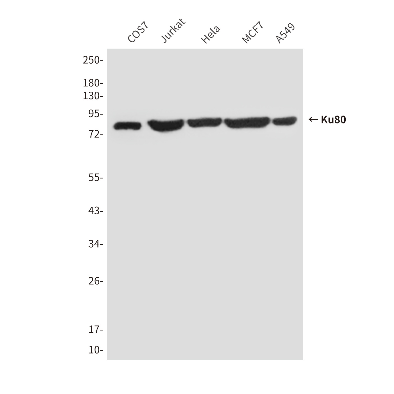 XRCC5 Antibody