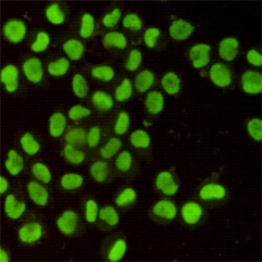 XRCC5 Antibody