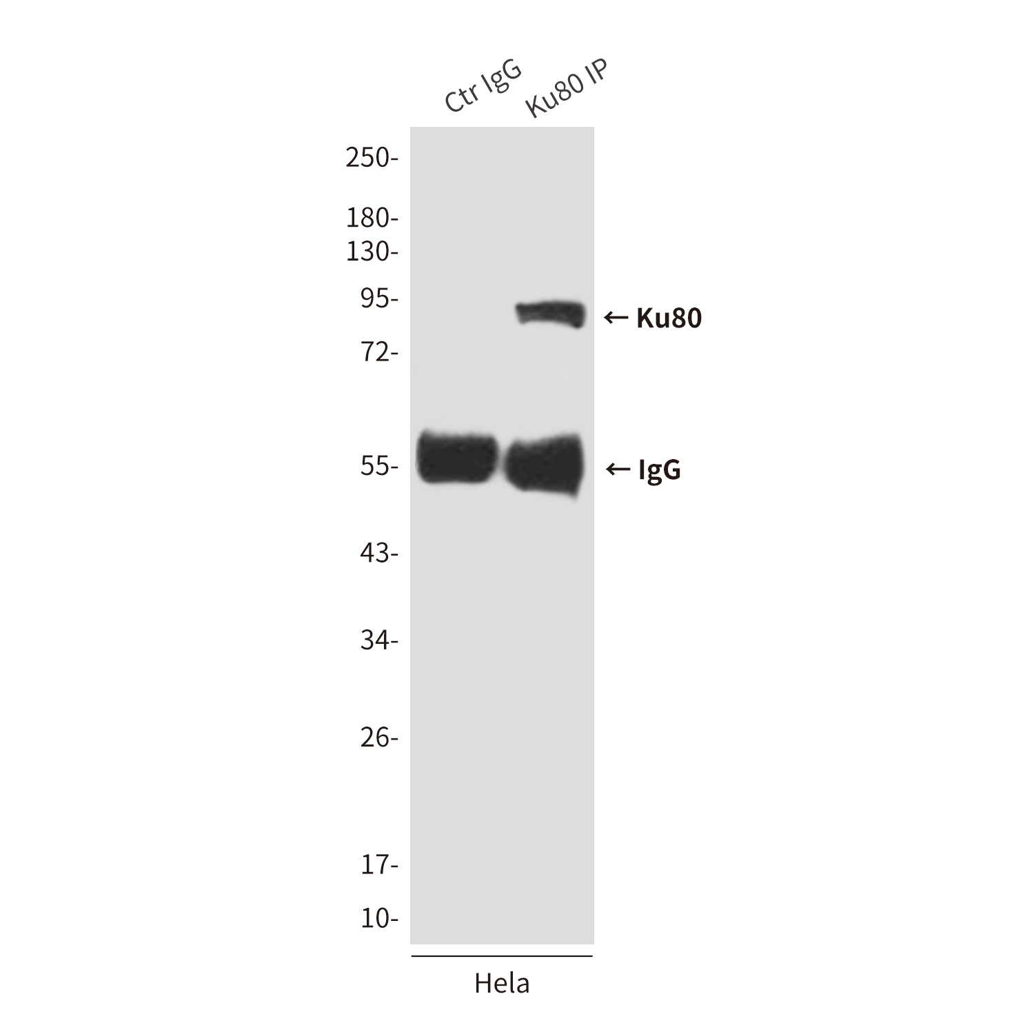 XRCC5 Antibody