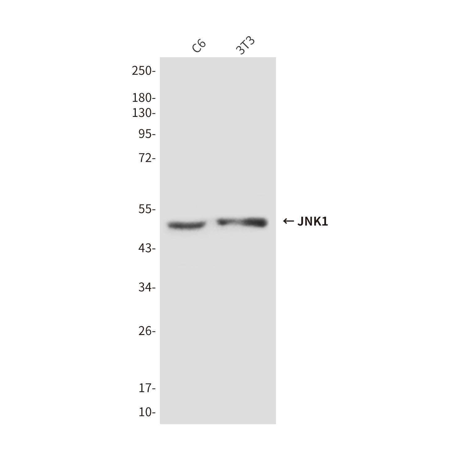 JNK1 (1A4) Mouse mAb