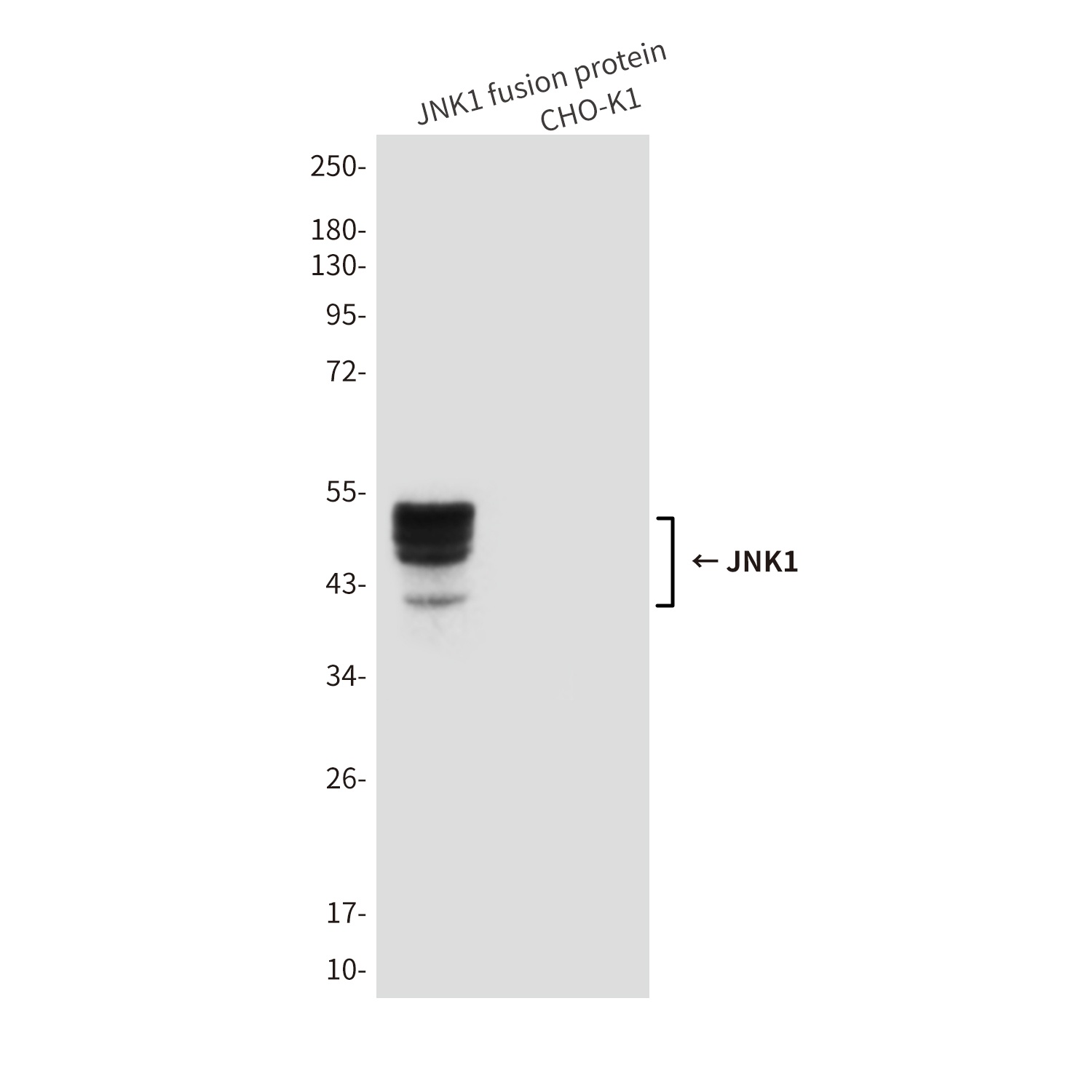 MAPK8 Antibody