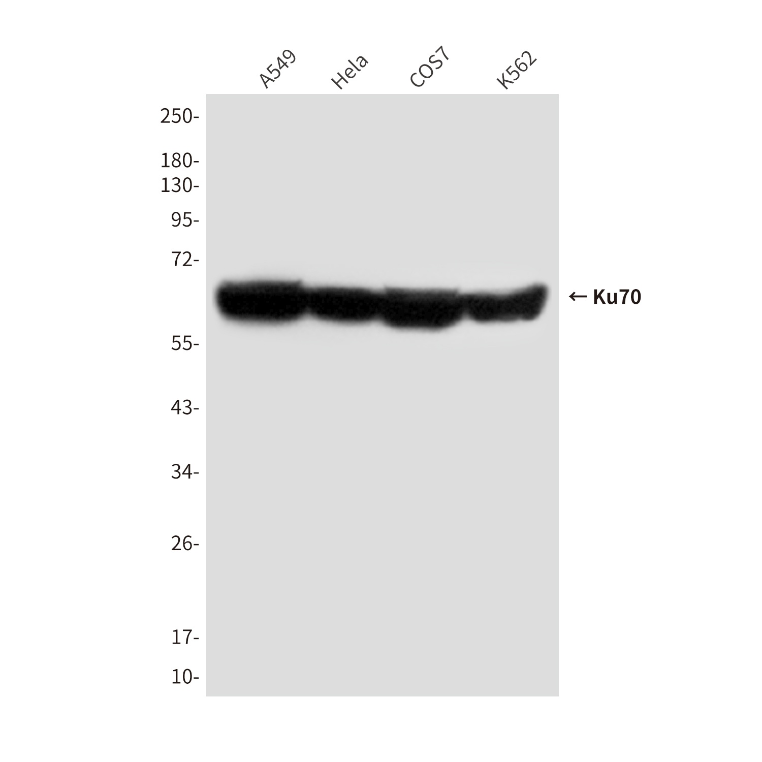 XRCC6 Antibody