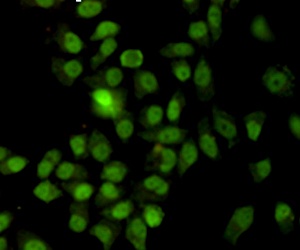 XRCC6 Antibody