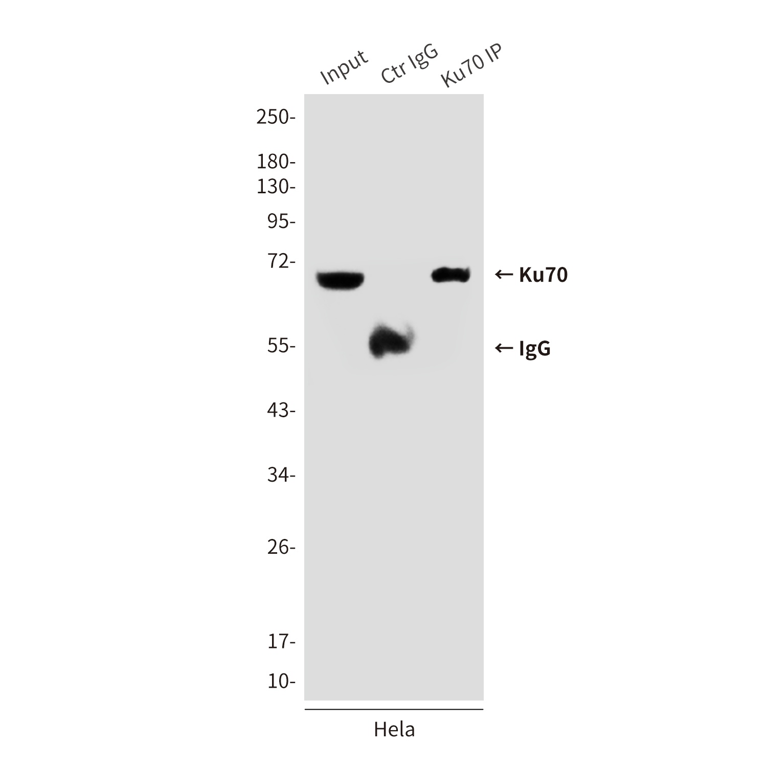 XRCC6 Antibody