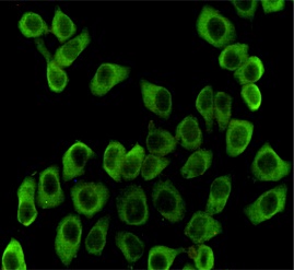 Hsp90 beta (3B9) Mouse mAb