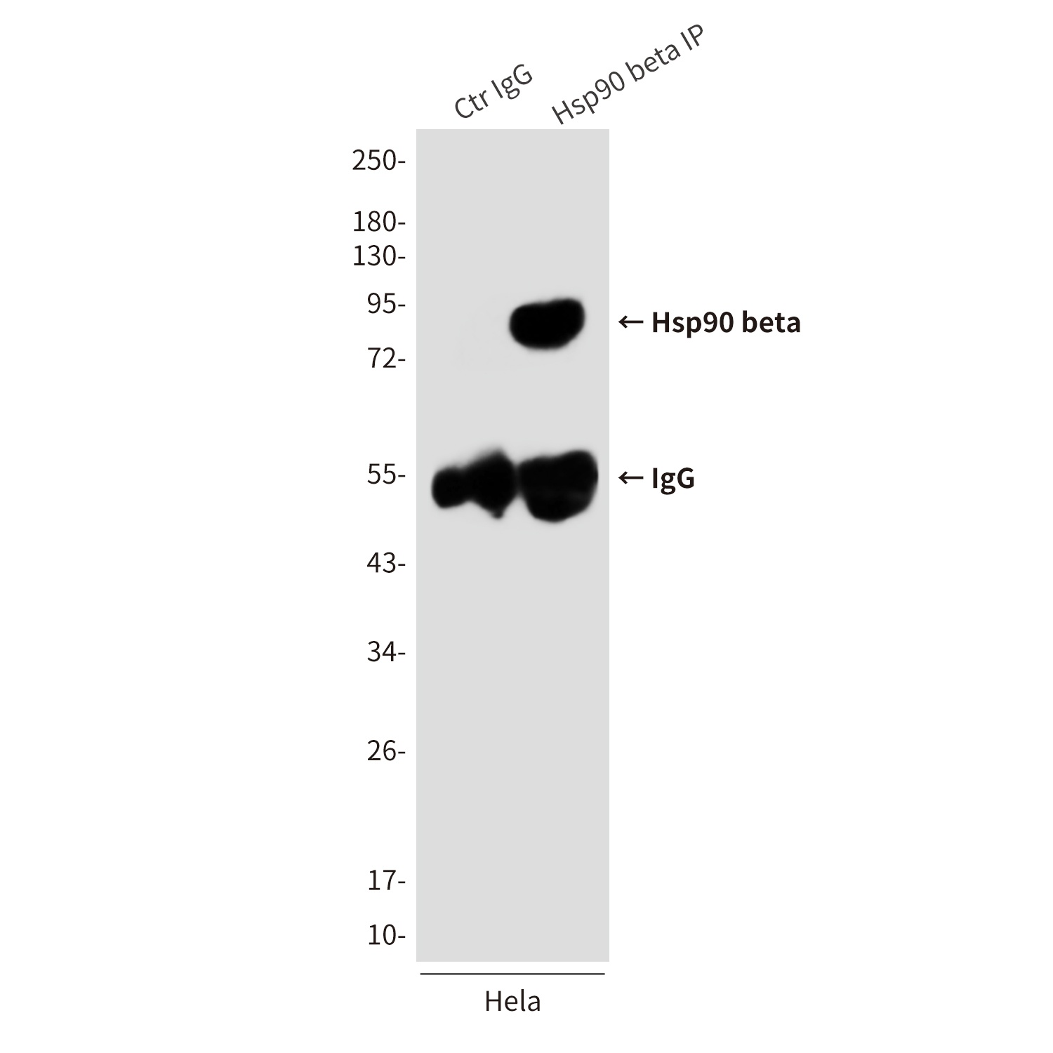 HSP90AB1 Antibody