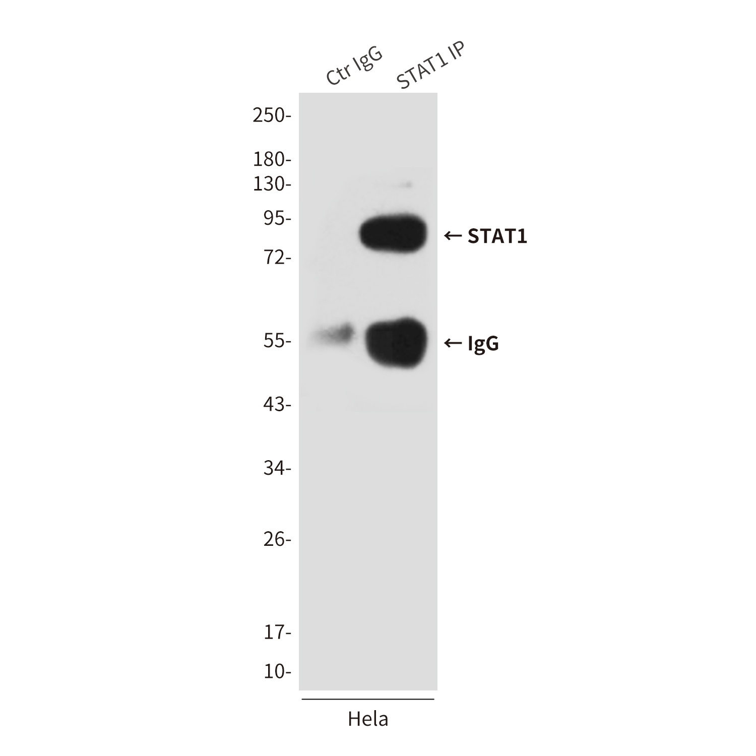 STAT1 Antibody