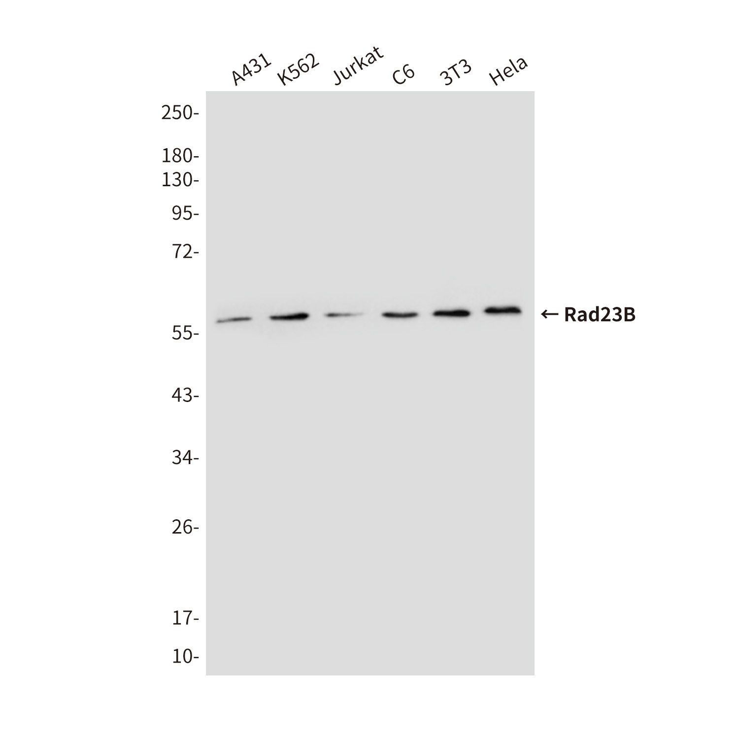 RAD23B Antibody