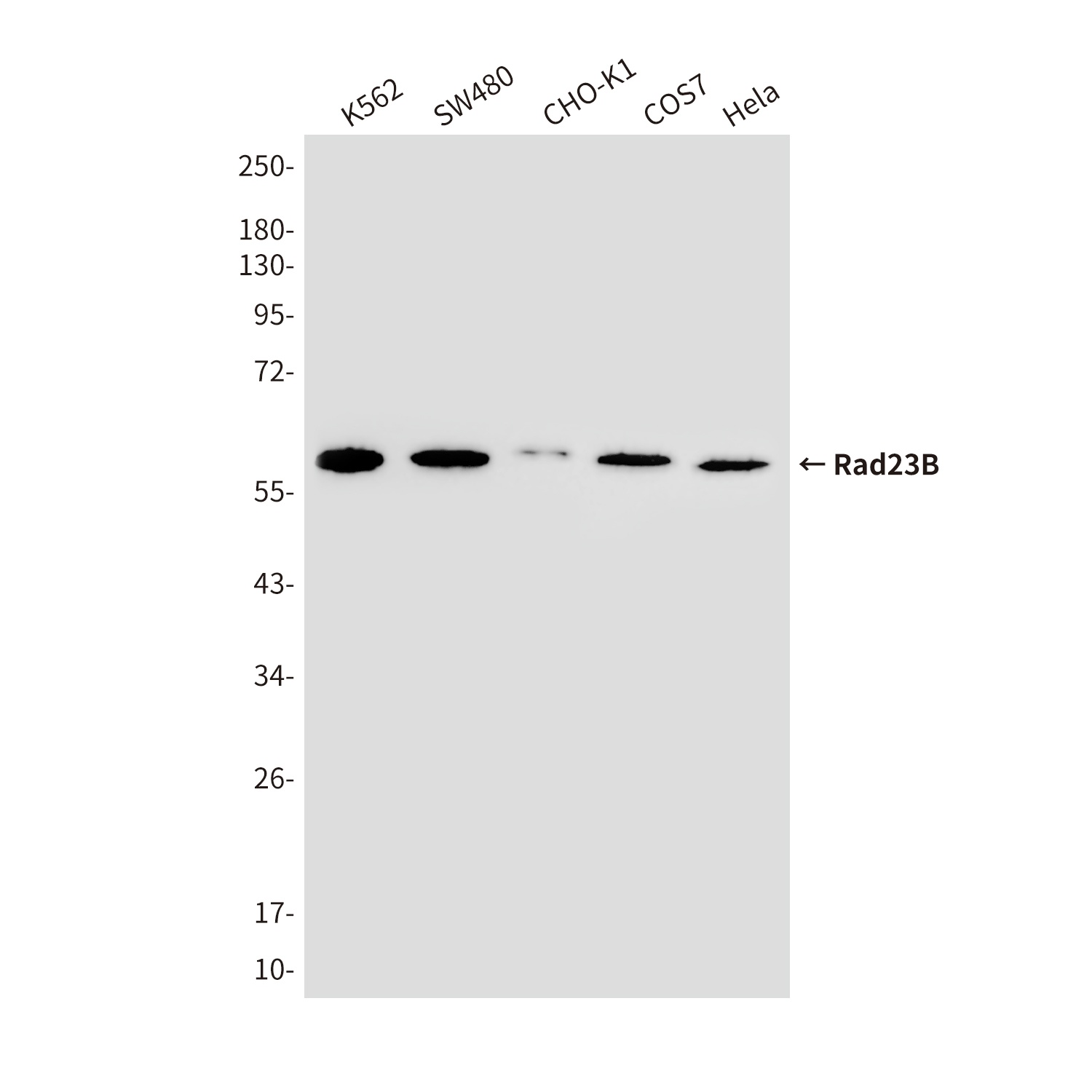 RAD23B Antibody