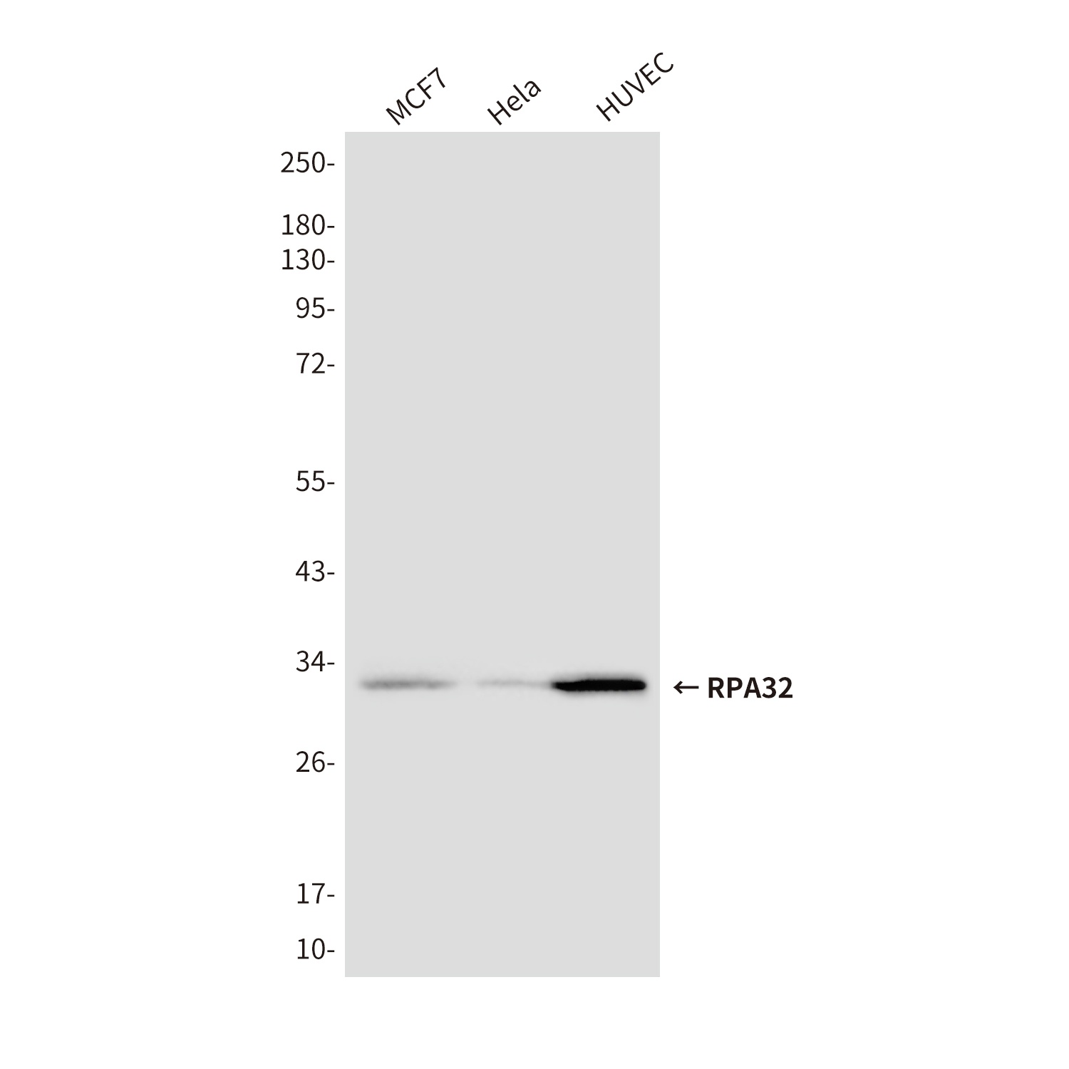 RPA2 Antibody