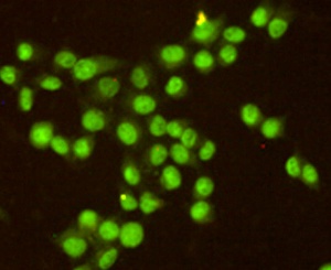 RPA2 Antibody