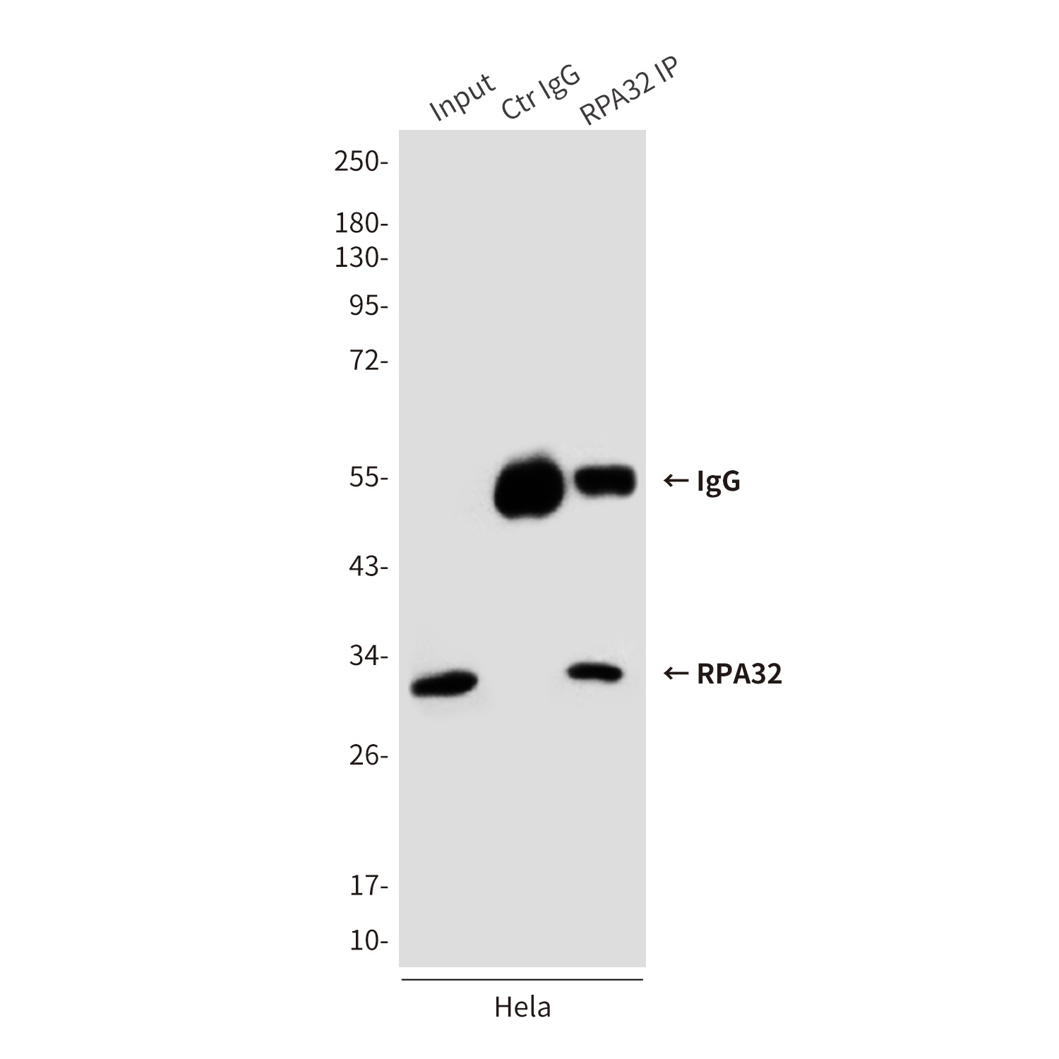 RPA2 Antibody