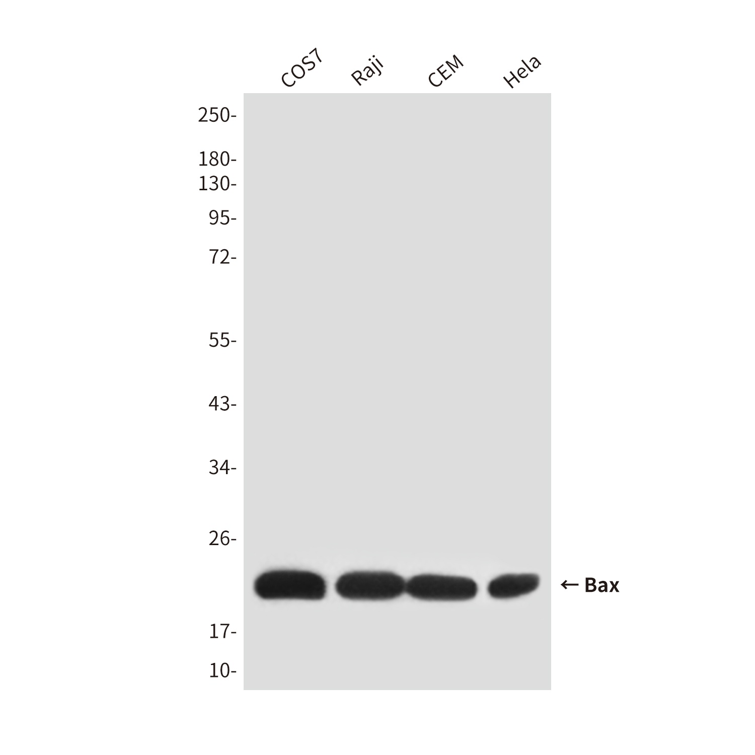 Bax (2B12) Mouse mAb