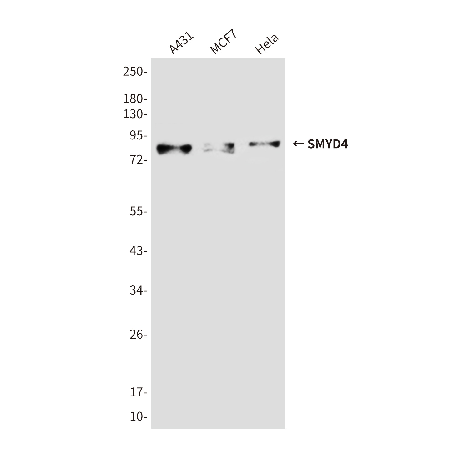 SMYD4 (7C8) Mouse mAb