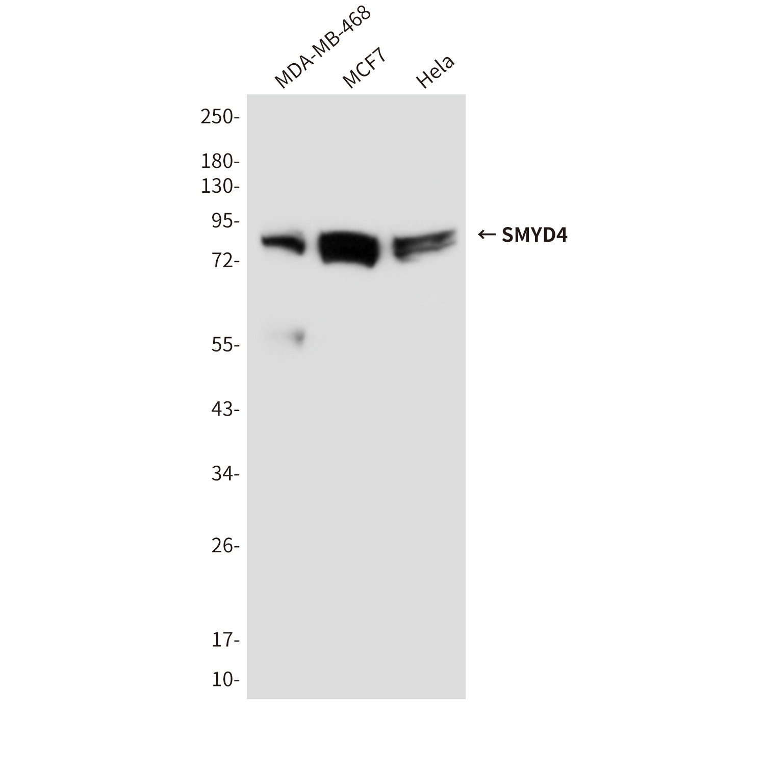 SMYD4 (7C8) Mouse mAb