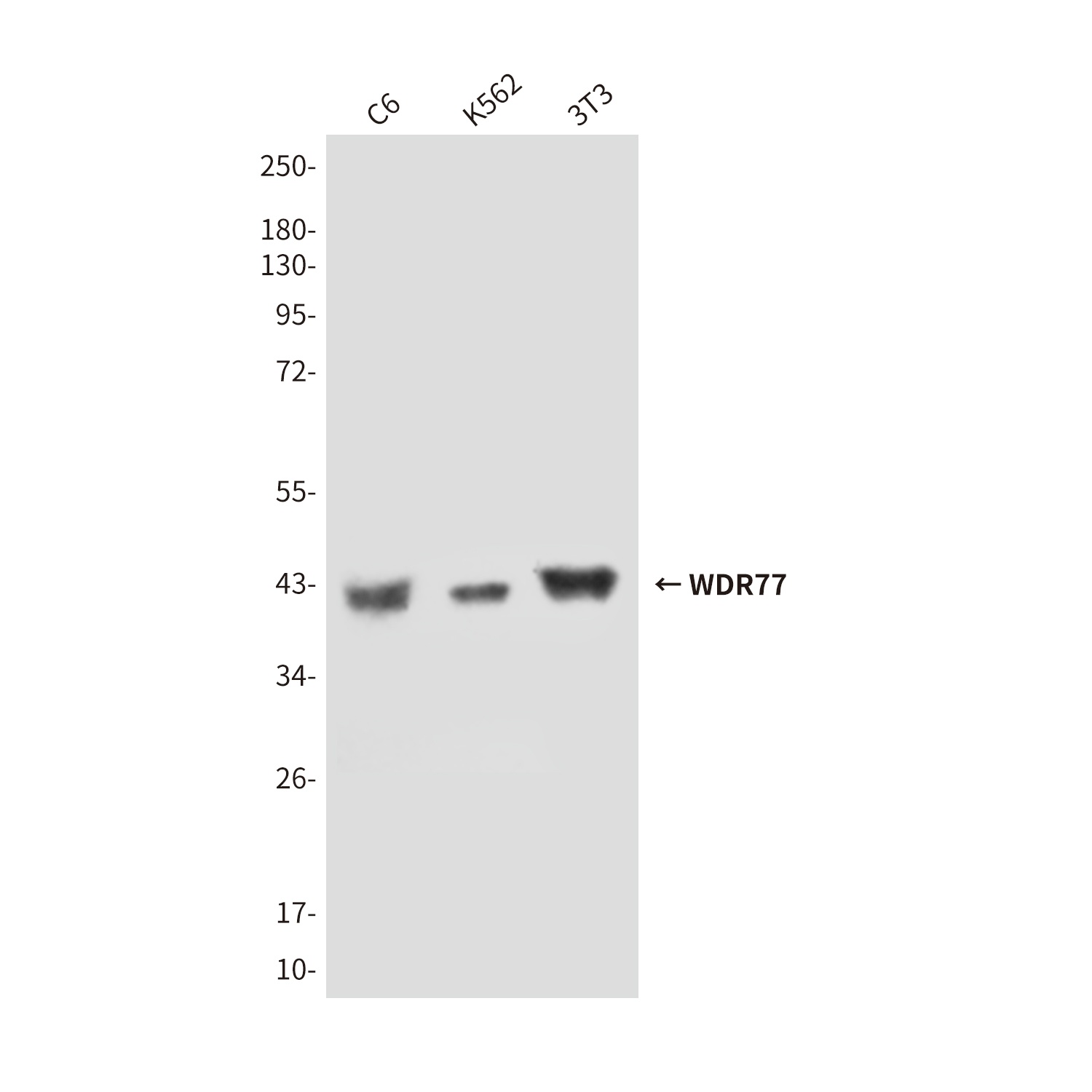 WDR77 Mouse Monoclonal Antibody