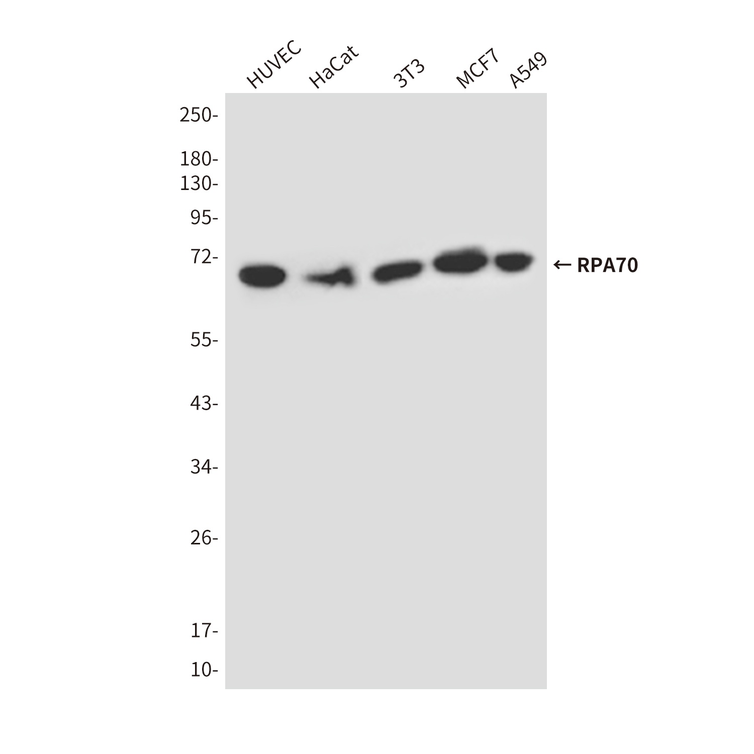 RPA1 Antibody