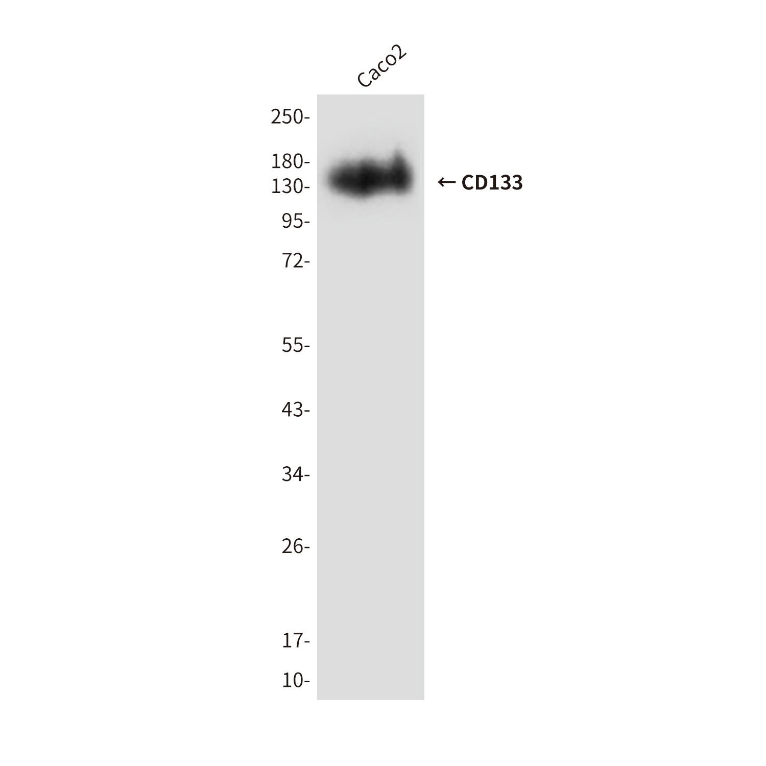 PROM1 Antibody