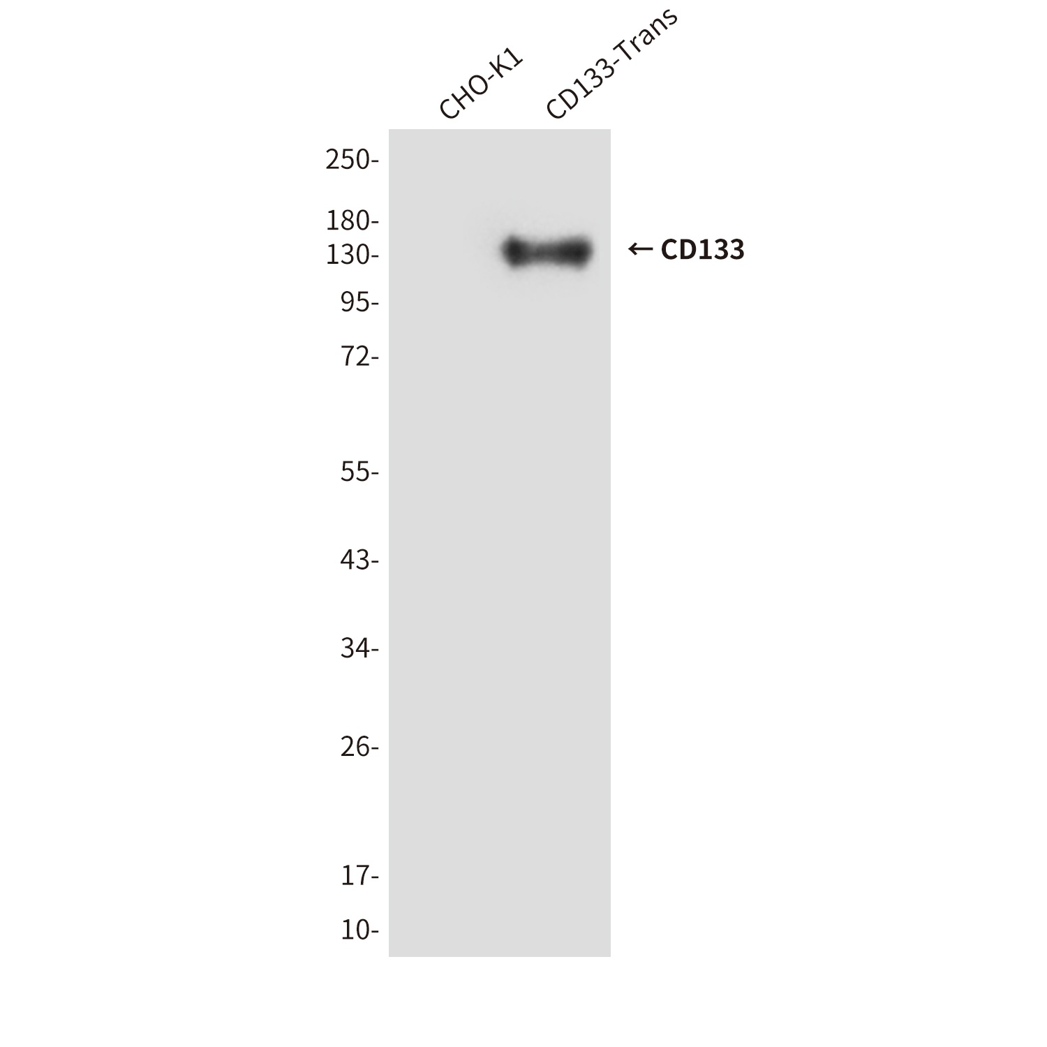 PROM1 Antibody