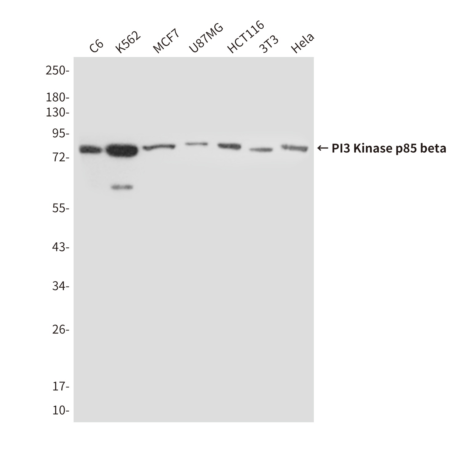 PIK3R2 Antibody