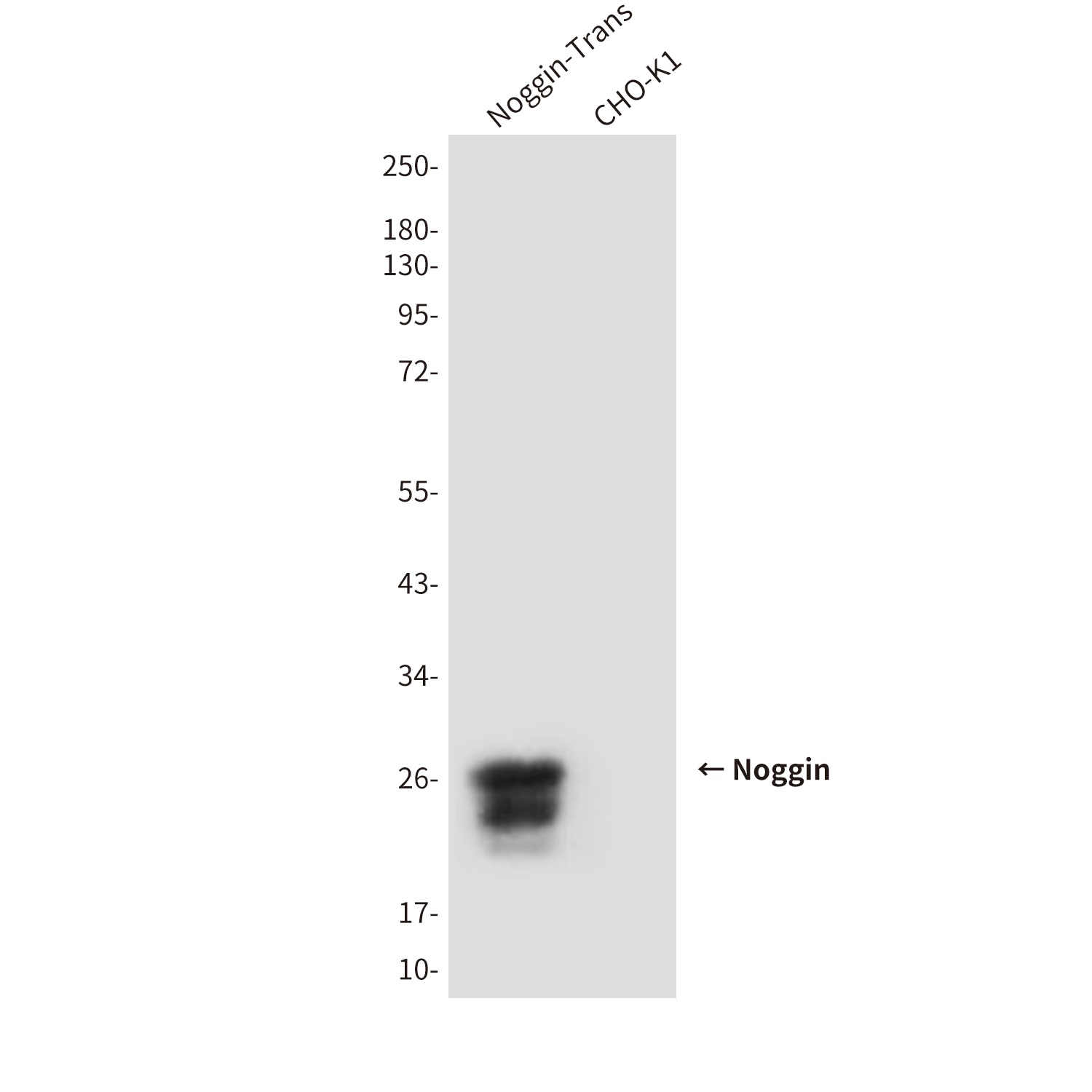 Noggin (1D2) Mouse mAb