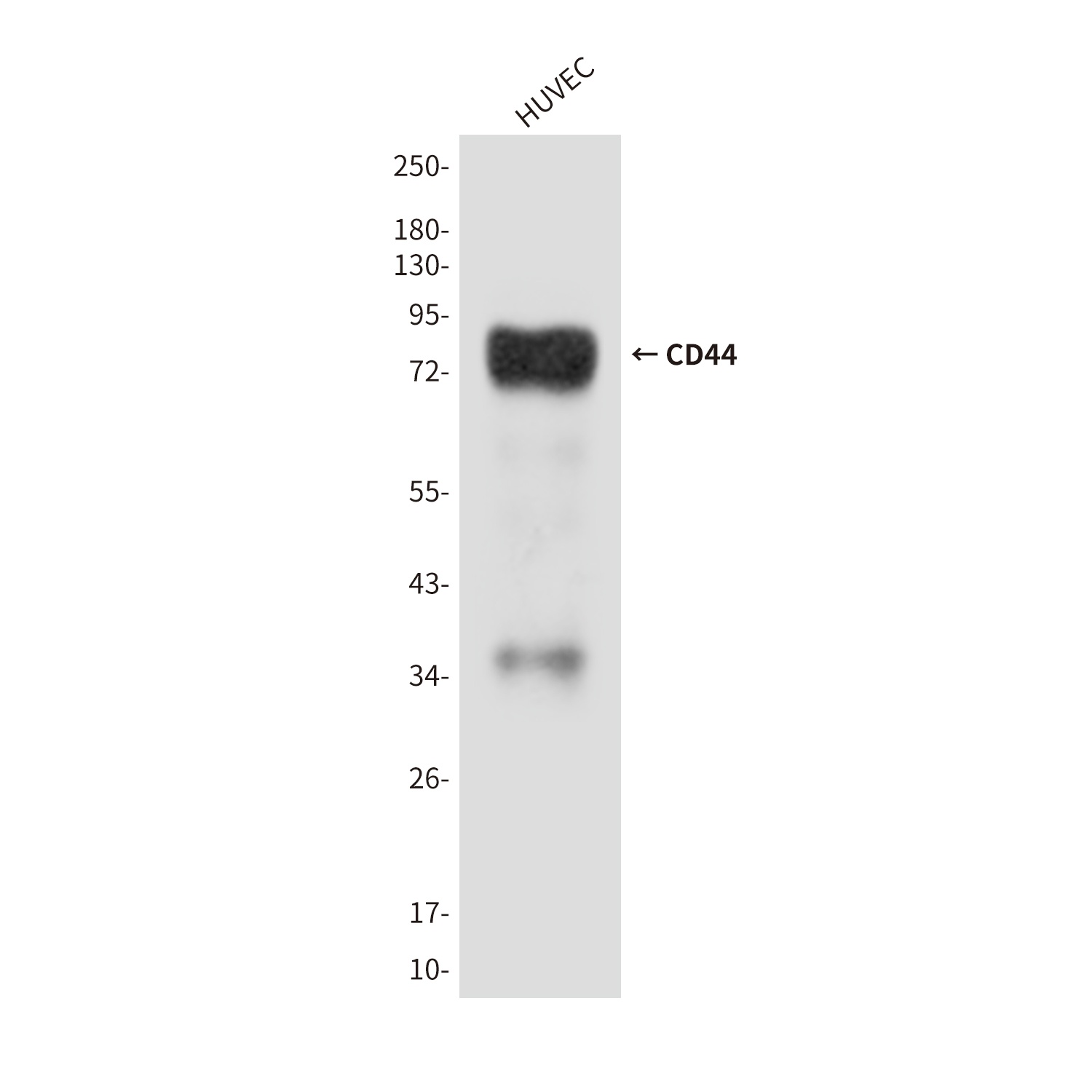 CD44 Antibody