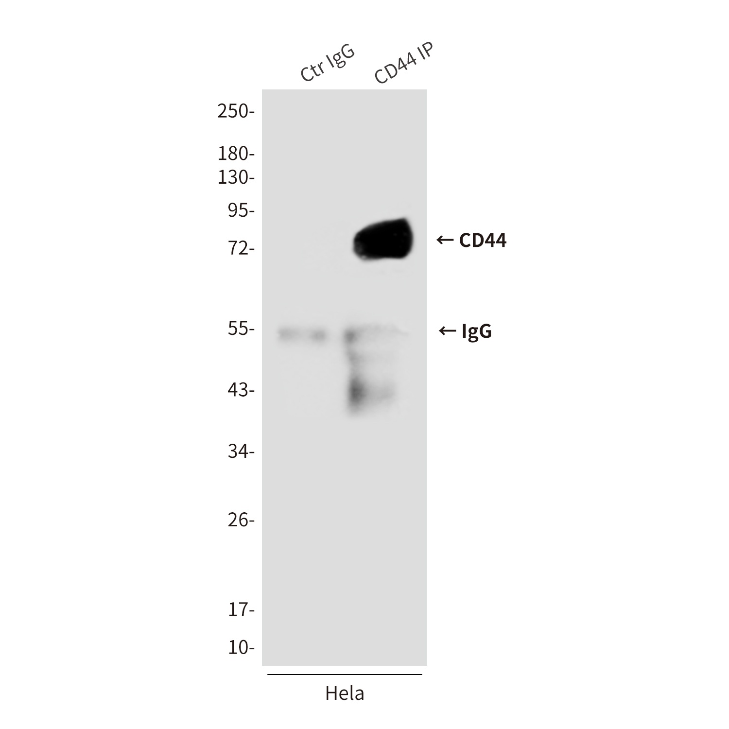 CD44 Antibody
