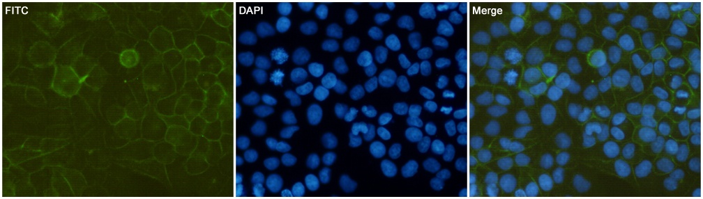 CD44 Antibody