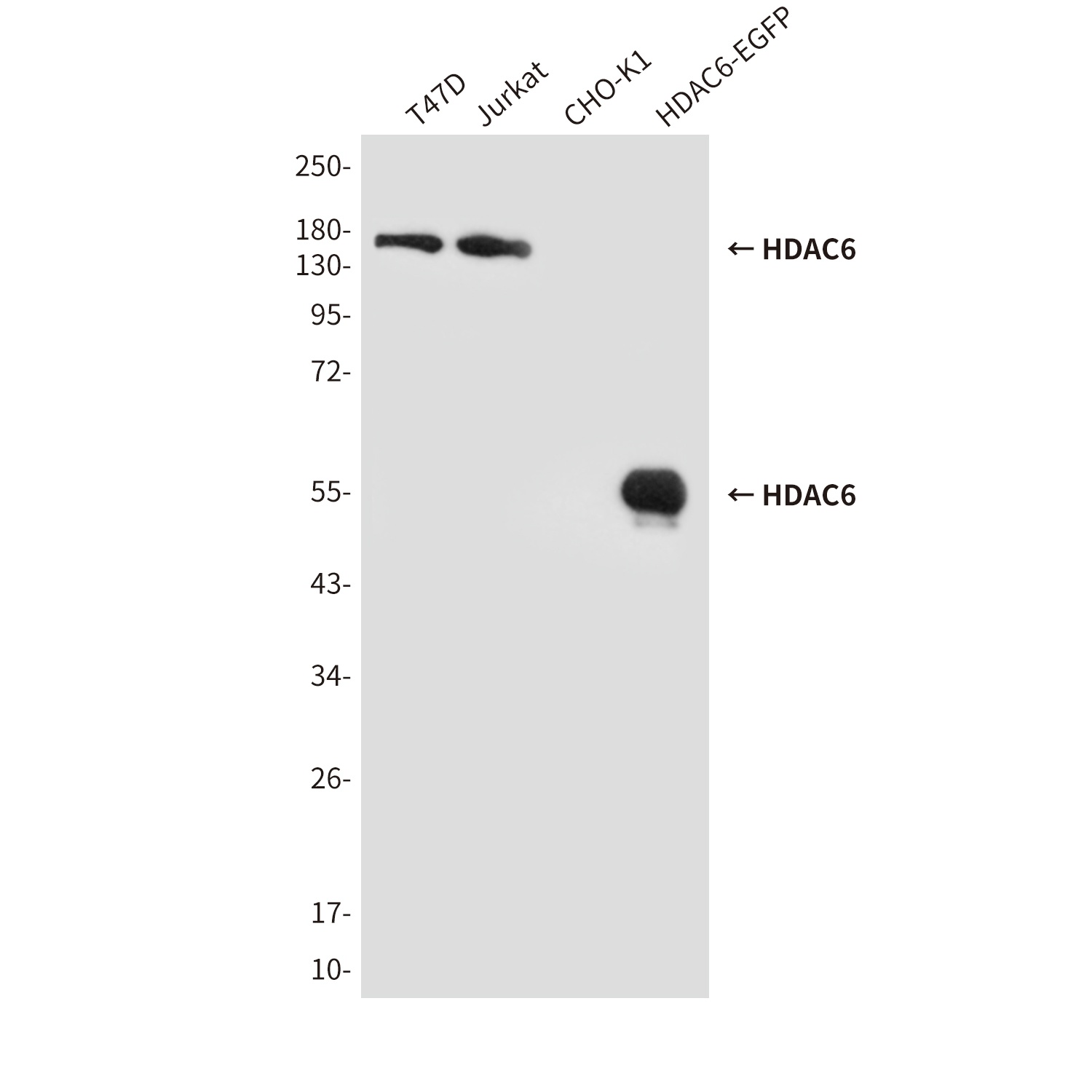 HDAC6 (3B2) Mouse mAb