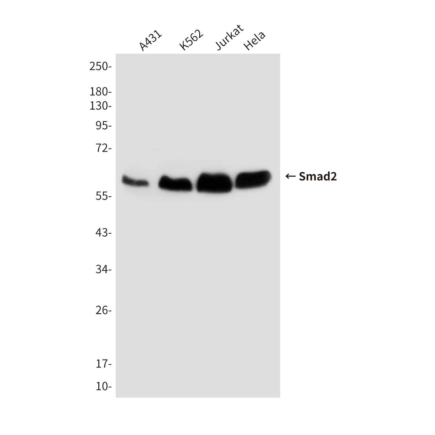 SMAD2 Antibody