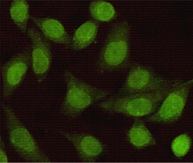 SMAD2 Antibody
