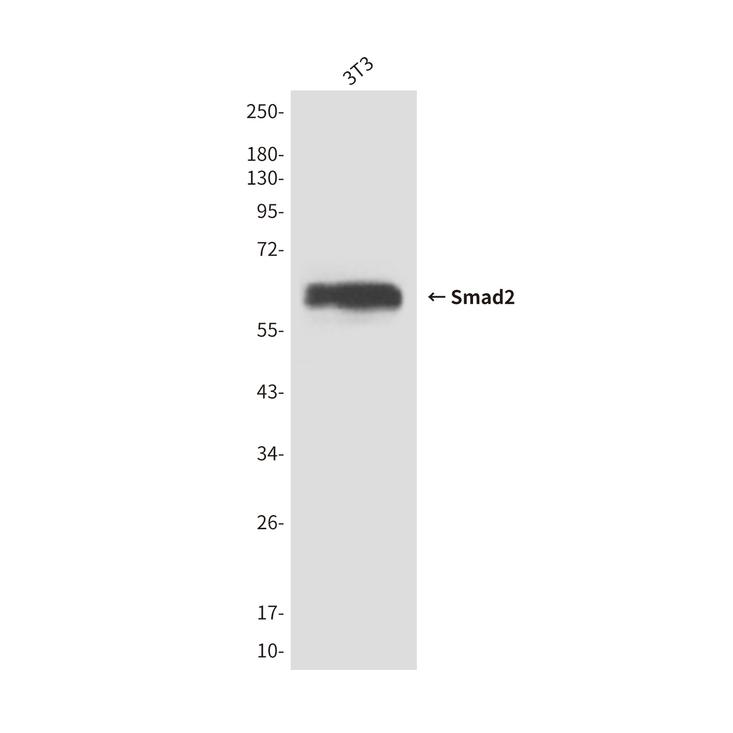 SMAD2 Antibody