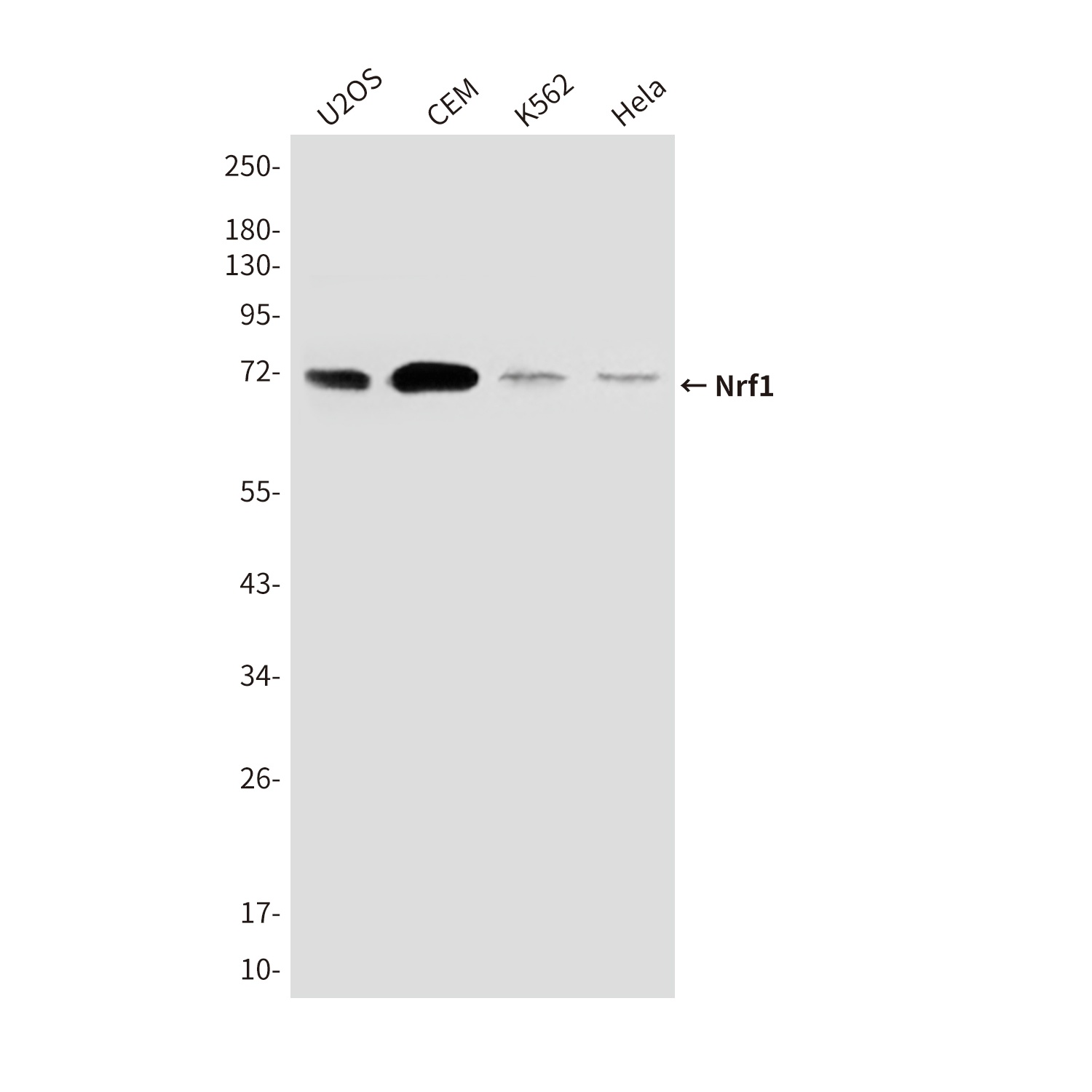 Nrf1 (9E6) Mouse mAb