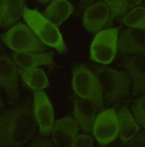 Hsp27 (7E5) Mouse mAb