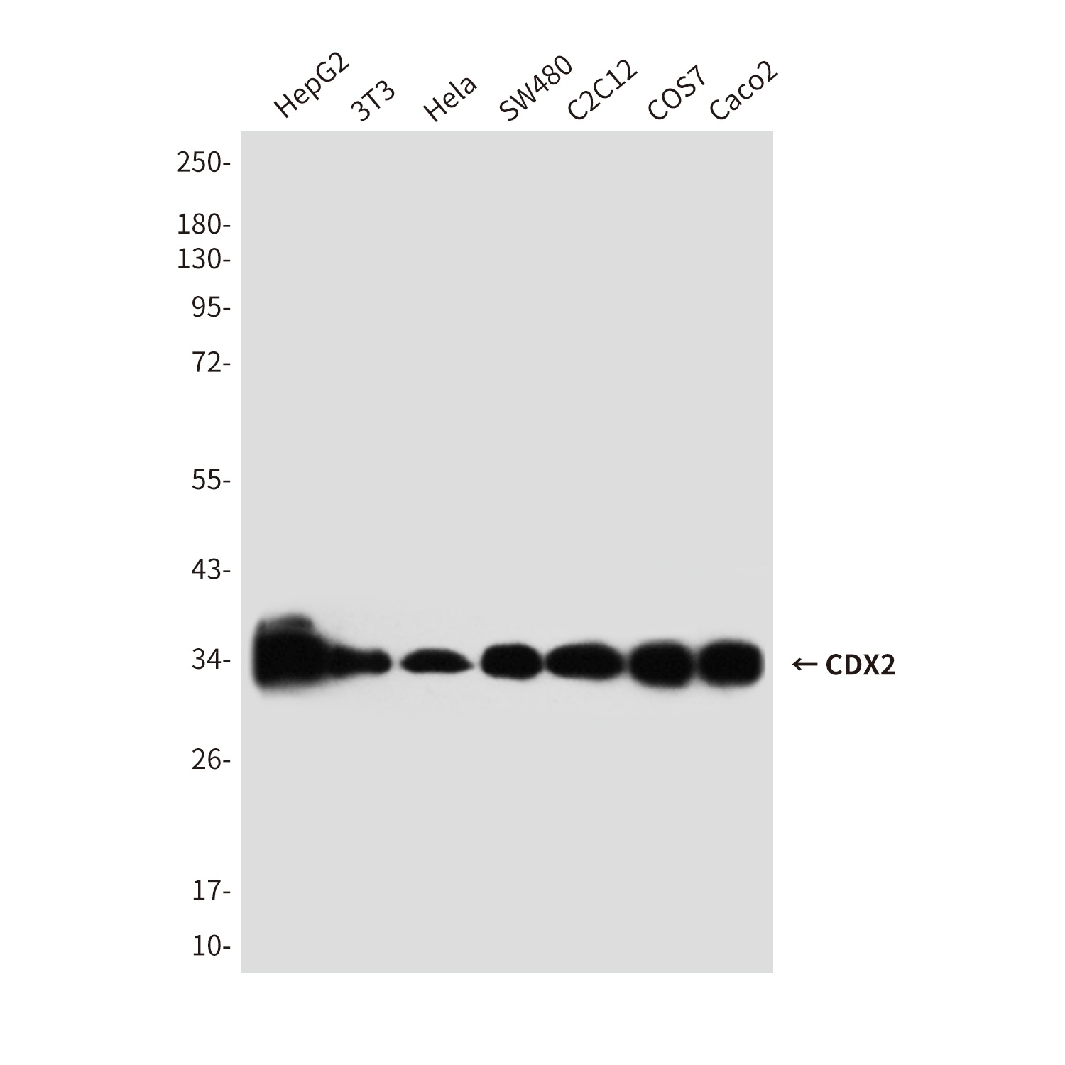 CDX2 (4B9) Mouse mAb