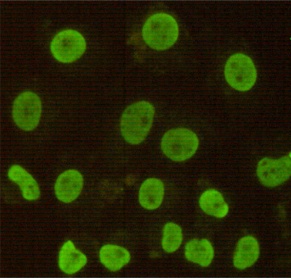 CDX2 (4B9) Mouse mAb