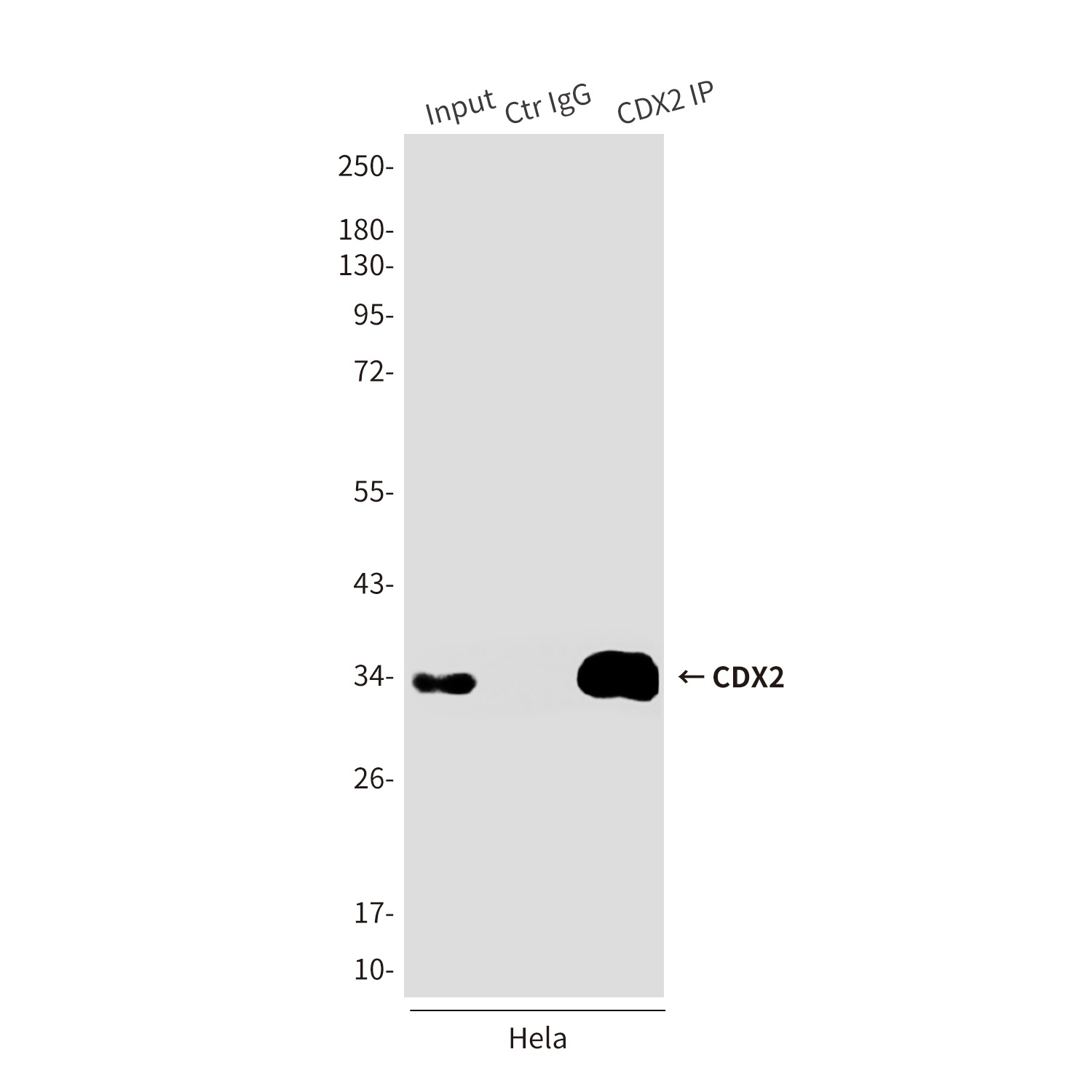 CDX2 (4B9) Mouse mAb