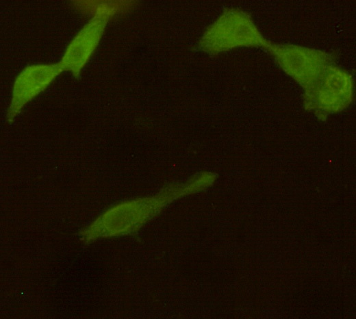 PGP9.5 (7B8) Mouse mAb