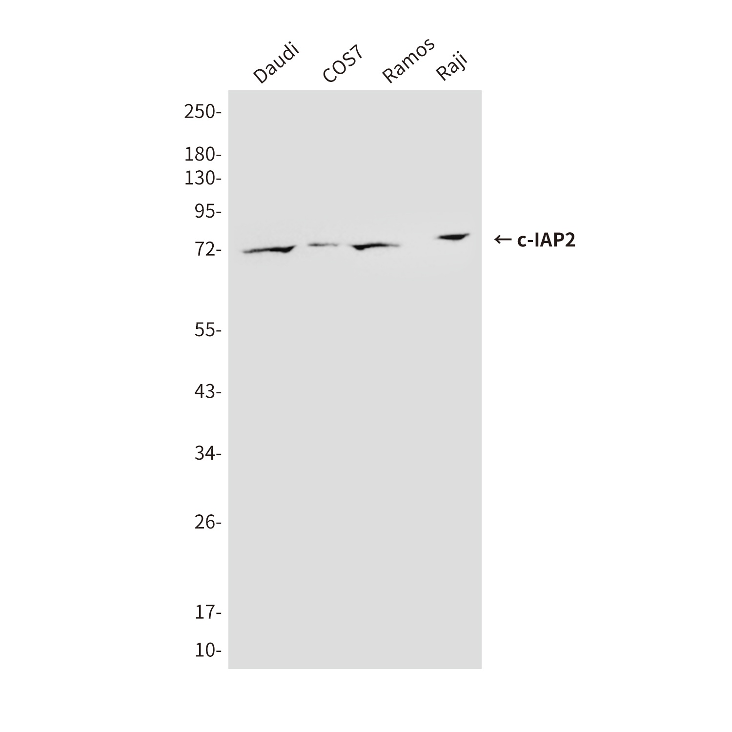 cIAP2 (1F12) Mouse mAb