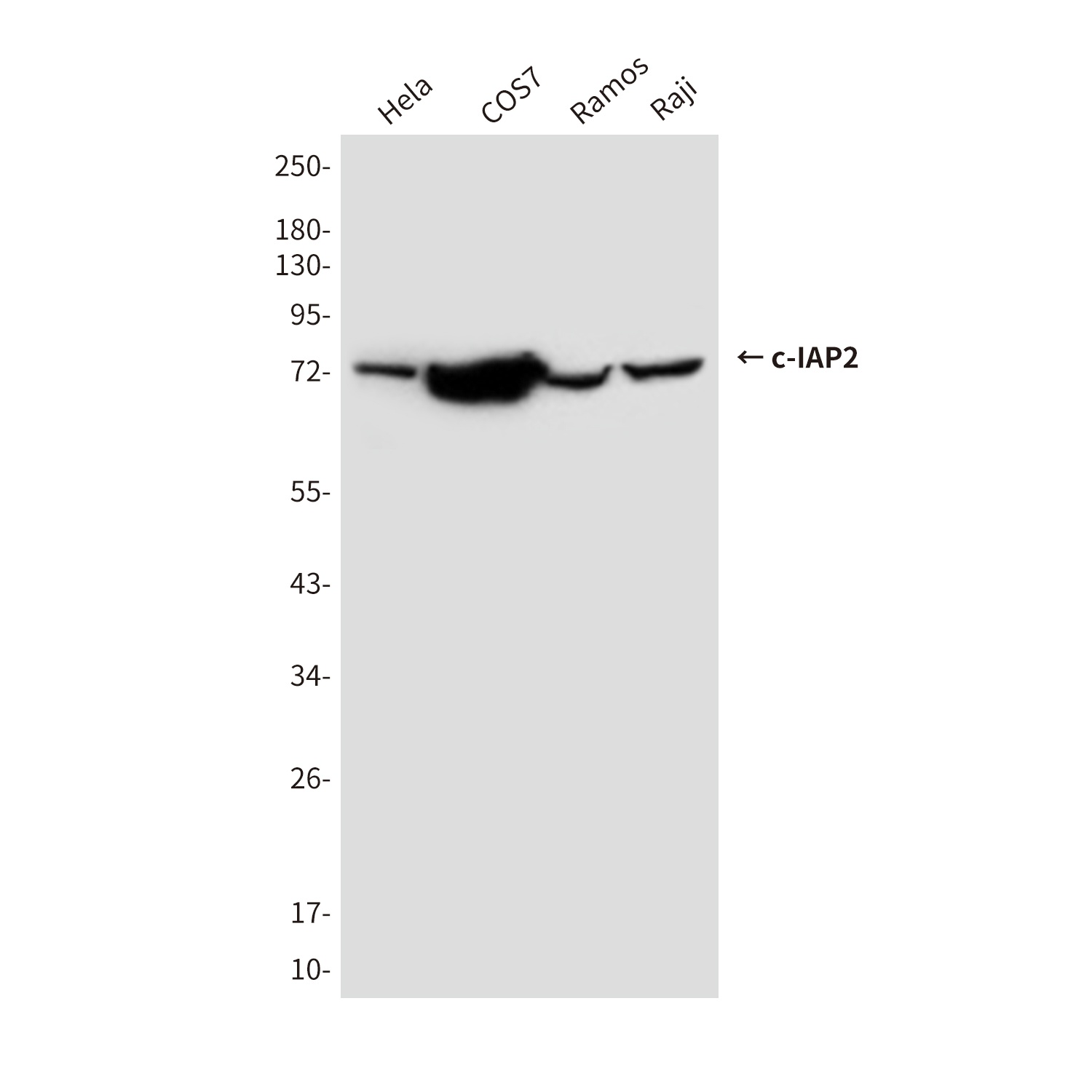 cIAP2 (1F12) Mouse mAb