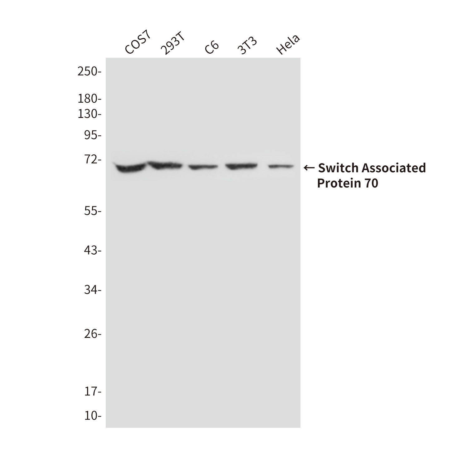 SWAP70 Mouse Monoclonal Antibody