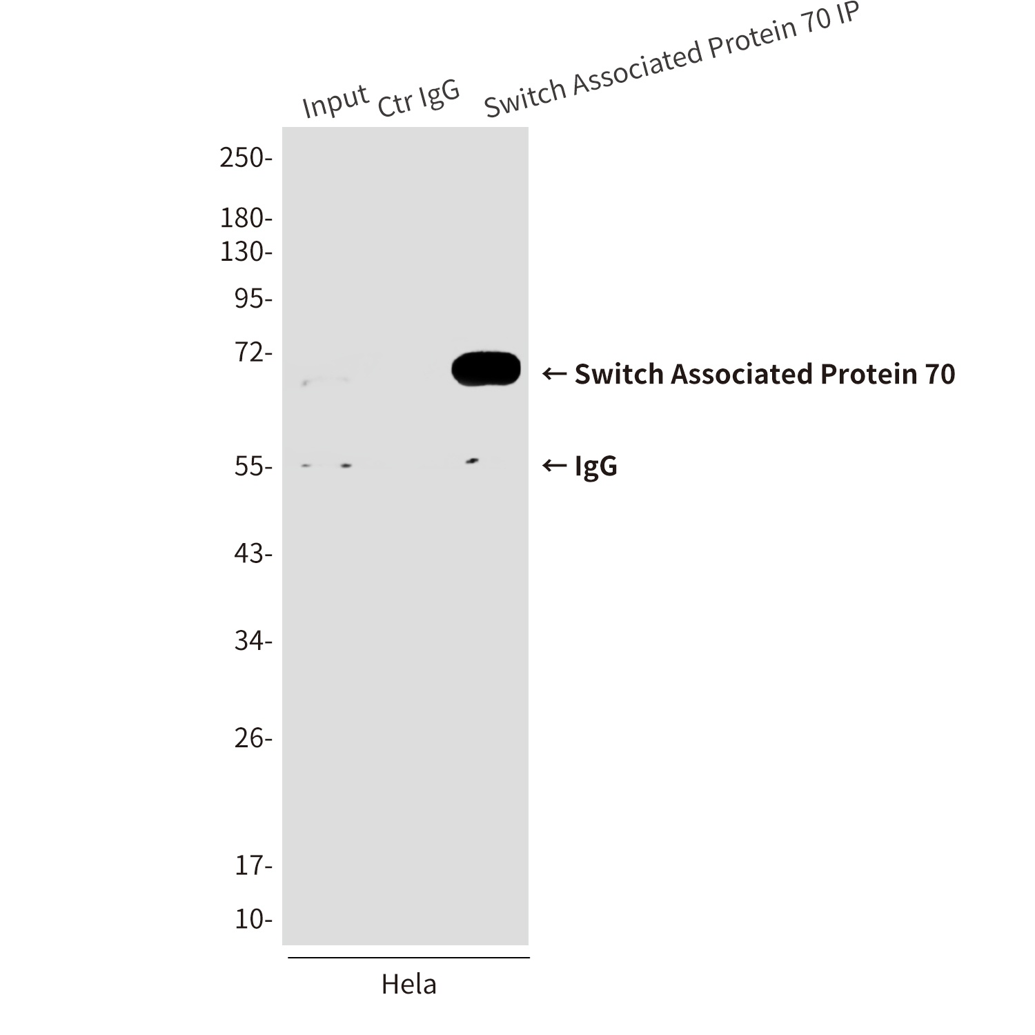 SWAP70 Mouse Monoclonal Antibody
