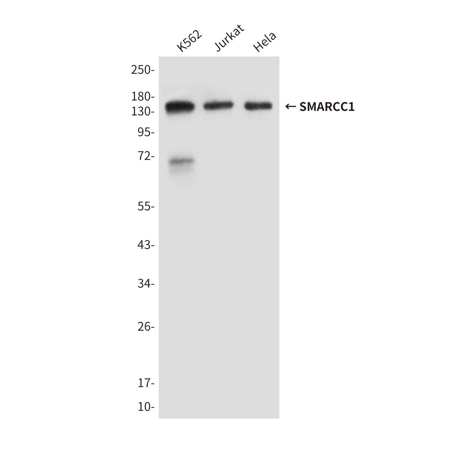 SMARCC1/BAF155 Mouse Monoclonal Antibody